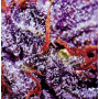 Семена конопли Auto Purple Opium от Divine Seeds - Smartshop-smartshop.ua®