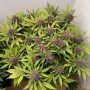 Семена конопли Auto Purple Opium от Divine Seeds - Smartshop-smartshop.ua®