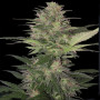 Cannabis seed variety RED DWARF AUTO®