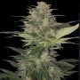 Cannabis seed variety Auto Red Dwarf Feminised Silver