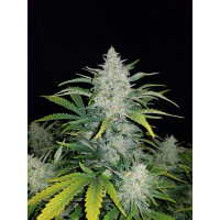 Auto Rhino Ryder Feminised Silver