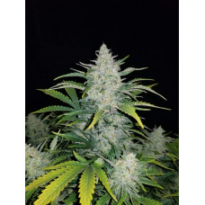 Auto Rhino Ryder Feminised Silver