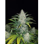 Семена конопли Auto Rhino Ryder Feminised Silver от Error Seeds - Smartshop-smartshop.ua®