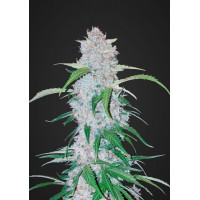 Auto Six Shooter Feminised Silver