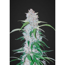 Auto Six Shooter Feminised Silver