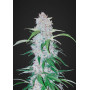 Семена конопли Auto Six Shooter Feminised Silver от Error Seeds - Smartshop-smartshop.ua®
