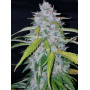 Семена конопли Auto Six Shooter Feminised Silver от Error Seeds - Smartshop-smartshop.ua®