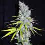 Cannabis seed variety Auto Skunk Haze Feminised Silver