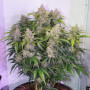 Сорт семян каннабиса Auto Skunk Haze Feminised Silver