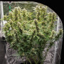 Cannabis seed variety AUTO SKYWALKER HAZE®