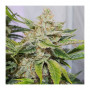 Cannabis seed variety AUTO SKYWALKER HAZE®