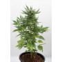 Cannabis seed variety Auto Sour Diesel Feminised Silver