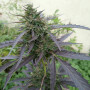 Cannabis seed variety Auto Super Skunk Feminised Silver