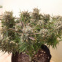 Cannabis seed variety AUTO THINK DIFFERENT®