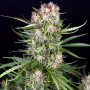Семена конопли Auto Wedding Cake Feminised Silver от Error Seeds - Smartshop-smartshop.ua®