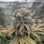 Семена конопли Auto White Dwarf Feminised Silver от Error Seeds - Smartshop-smartshop.ua®
