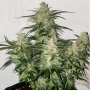 Семена конопли Auto White Dwarf Feminised Silver от Error Seeds - Smartshop-smartshop.ua®