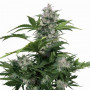 Семена конопли Auto White Dwarf Feminised Gold от Error Seeds - Smartshop-smartshop.ua®