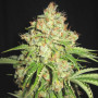 Семена конопли White Russian (F*cking Dead Russian) Feminised Silver от Error Seeds - Smartshop-smartshop.ua®
