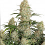 Семена конопли White Russian (F*cking Dead Russian) Feminised Silver от Error Seeds - Smartshop-smartshop.ua®