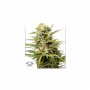 Cannabis seed variety AUTO WHITE WIDOW®