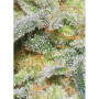 Cannabis seed variety AUTO WHITE WIDOW®