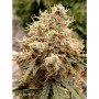 Cannabis seed variety AUTO WHITE WIDOW®