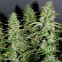 Cannabis seed variety AUTO WHITE WIDOW®