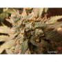 Cannabis seed variety AUTO WHITE WIDOW®