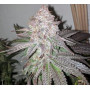 Семена конопли Auto White Widow от Divine Seeds - Smartshop-smartshop.ua®