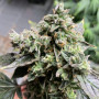 Cannabis seed variety Auto White Widow Feminised Silver