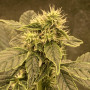 Cannabis seed variety Auto White Widow Feminised Silver