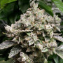 Сорт семян каннабиса Auto White Widow Feminised Silver