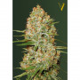 Cannabis seeds Auto AMNESIUM from Victory Seeds at Smartshop-smartshop.ua®
