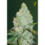 Cannabis seeds Auto AMNESIA HAZE from Victory Seeds at Smartshop-smartshop.ua®