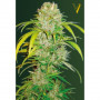 Cannabis seeds Auto BIG ANGEL from Victory Seeds at Smartshop-smartshop.ua®