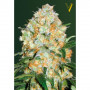 Cannabis seeds Auto BUBBLEGUM+ PRO from Victory Seeds at Smartshop-smartshop.ua®