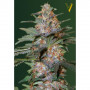 Cannabis seeds Auto CARAMELINO from Victory Seeds at Smartshop-smartshop.ua®
