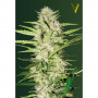 Cannabis seeds Auto PARMESAN from Victory Seeds at Smartshop-smartshop.ua®