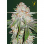Cannabis seeds Auto CHOCODOPE from Victory Seeds at Smartshop-smartshop.ua®