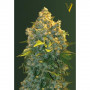 Cannabis seeds Auto CHRONIC MONSTER XXL from Victory Seeds at Smartshop-smartshop.ua®