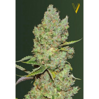 Auto CRITICAL - Victory Seeds