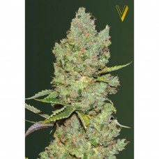 Auto CRITICAL - Victory Seeds