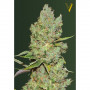 Cannabis seeds Auto CRITICAL from Victory Seeds at Smartshop-smartshop.ua®