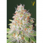 Cannabis seeds Auto GREEN WILD SHARK from Victory Seeds at Smartshop-smartshop.ua®