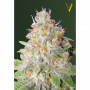 Насіння конопель Auto GREEN WILD SHARK від Victory Seeds у Smartshop-smartshop.ua®