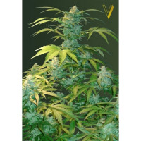 Auto HEAVEN - Victory Seeds