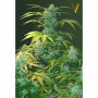 Cannabis seeds Auto HEAVEN from Victory Seeds at Smartshop-smartshop.ua®