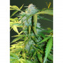 Cannabis seeds Auto HEAVEN from Victory Seeds at Smartshop-smartshop.ua®
