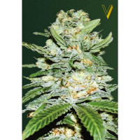 Auto JACK HAMMER - Victory Seeds